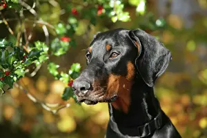 Dobermanns: Dobermann dog with autumn leaves & holly
