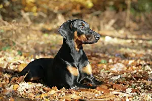 Dobermanns: Dobermann dog - lying down, in autumn