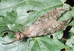 Donna Dickson: DOBSON FLY - MALE ON LEAF