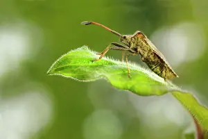 Marginatus: Dock Bug