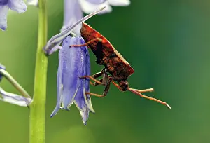 Marginatus: Dock Bug - on bluebell flower