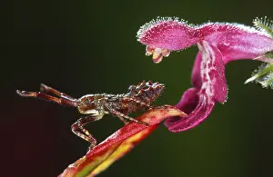 Marginatus: Dock Bug (Coreus marginatus) on a flower, Belgi