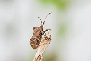 Marginatus: Dock bug (Coreus marginatus), Hannover, Lower Saxony
