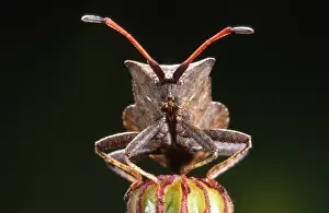 Marginatus: Dock Bug (Coreus marginatus) portrait in close