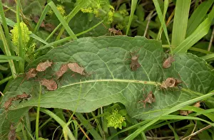 Dock: Dock bug - gathered on a dock-leaf