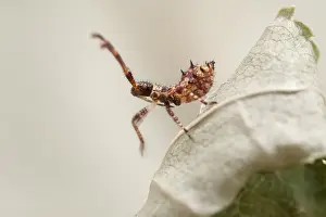 Dock: Dock bug nymph - Norfolk UK