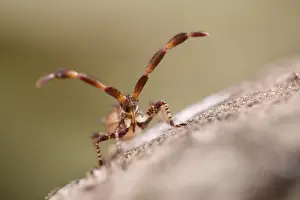 Dock: Dock bug nymph - Norfolk UK