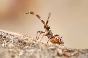 Dock: Dock bug nymph - Norfolk UK