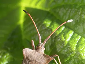Dock: Dock Bug - showing identifying projections beteen angtennae