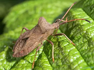 Dock: Dock Bug - UK