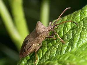 Dock: Dock Bug - UK