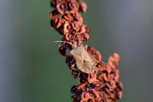 Antennae: Dock Bug - UK