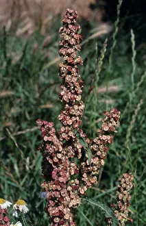Sorrel: Dock in Flower