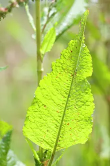 Docks: Dock Leaf
