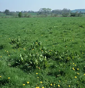 Dock: Dock (Rumex sp.) weeds in grass pasture