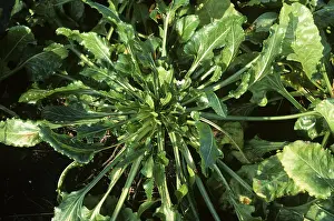 Distorted: Docking disorder in Sugar Beet plant