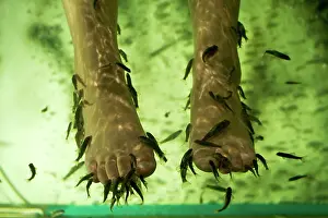 Brian Mcdairmant: Doctor Fish (Garra rufaSandSCyprinion macrostomus)Sfeed