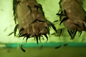 Brian Mcdairmant: Doctor Fish (Garra rufaSandSCyprinion macrostomus)Sfeed