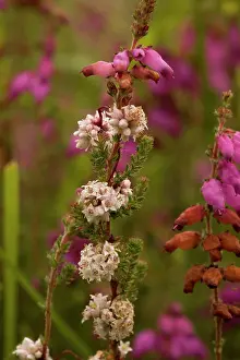 Cuscuta: Dodder, on bell heather