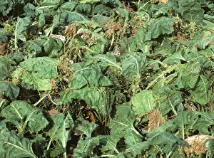Beet: Dodder (Cuscuta epithymum) on Sugar Beets