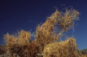 Bonnie Weisser: DODDER - parasitic plant
