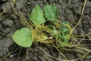 Beet: Dodder or Strangleweed on sugarbeet seedling