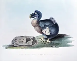 19th: DODO - 19th Century litho from 17th century painting