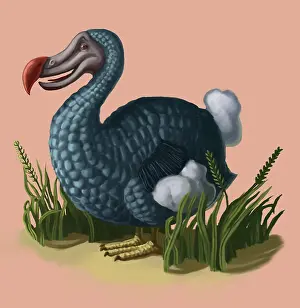 Cucullatus: Dodo Bird