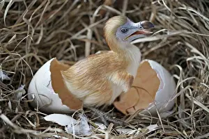 Dodos: Dodo - chick just hatched in nest