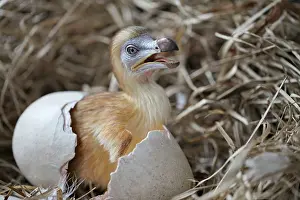Dodo - chick just hatched in nest
