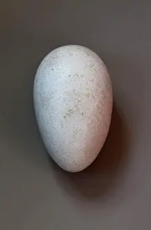 Dodos: Dodo - egg (size: 130 x 80mm)