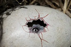 Peeping: Dodo - hatching egg - chick's eye peeping out