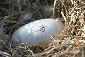 Dodos: Dodo - hatching egg first crack