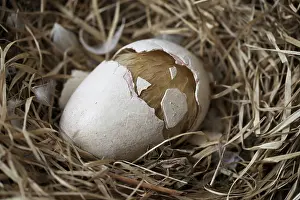 Cracks: Dodo - hatchling cracks eggshell in half
