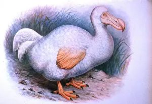 Solitaire: DODO - illustration
