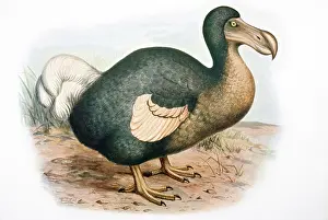 Extinct: DODO - illustration