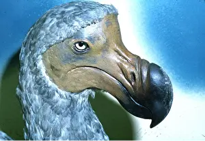 Model: DODO - Model of extinct bird, close-up of head