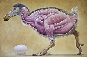 Dodos: Dodo - muscle study