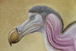Dodos: Dodo - muscle study