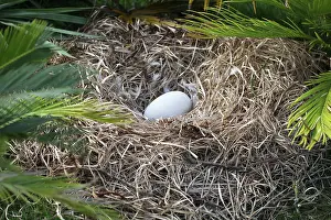 Dodos: Dodo - nest with egg