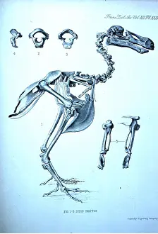 Bone: Dodo skeleton - illustration