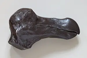 Taxidermy: Dodo - Taxidermy head cast side view