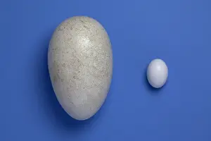 Woodpigeon: Dodo and woodpigeon eggs