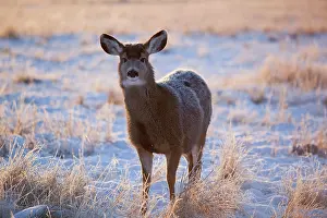 Capreolinae: Doe, hind, female mule deer (Odocoileus hemionus)