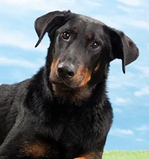 Beauceron: Dog - 14 month old Beauceron puppy