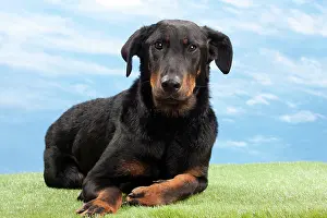 Beauceron: Dog - 14 month old Beauceron puppy