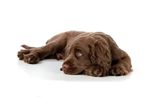 Upset: Dog - 14 week old Sussex Spaniel puppy