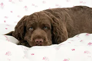 Fabric: Dog - 14 week old Sussex Spaniel puppy on fabric