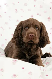 Fabric: Dog - 14 week old Sussex Spaniel puppy on fabric