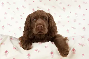 Fabric: Dog - 14 week old Sussex Spaniel puppy on fabric
